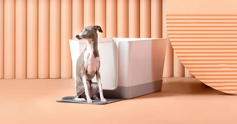 Doggy Bathroom